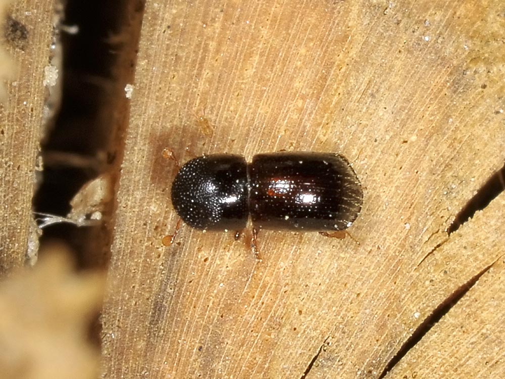 Xyleborus germanus (Scolytidae)